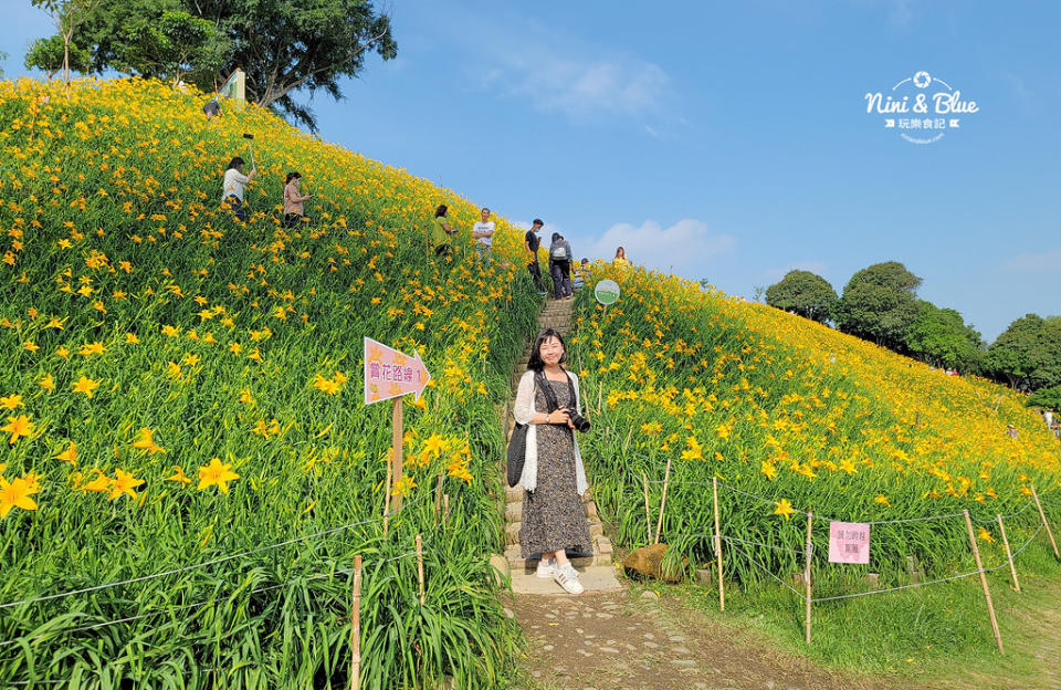 彰化花壇｜虎山巖 金針花