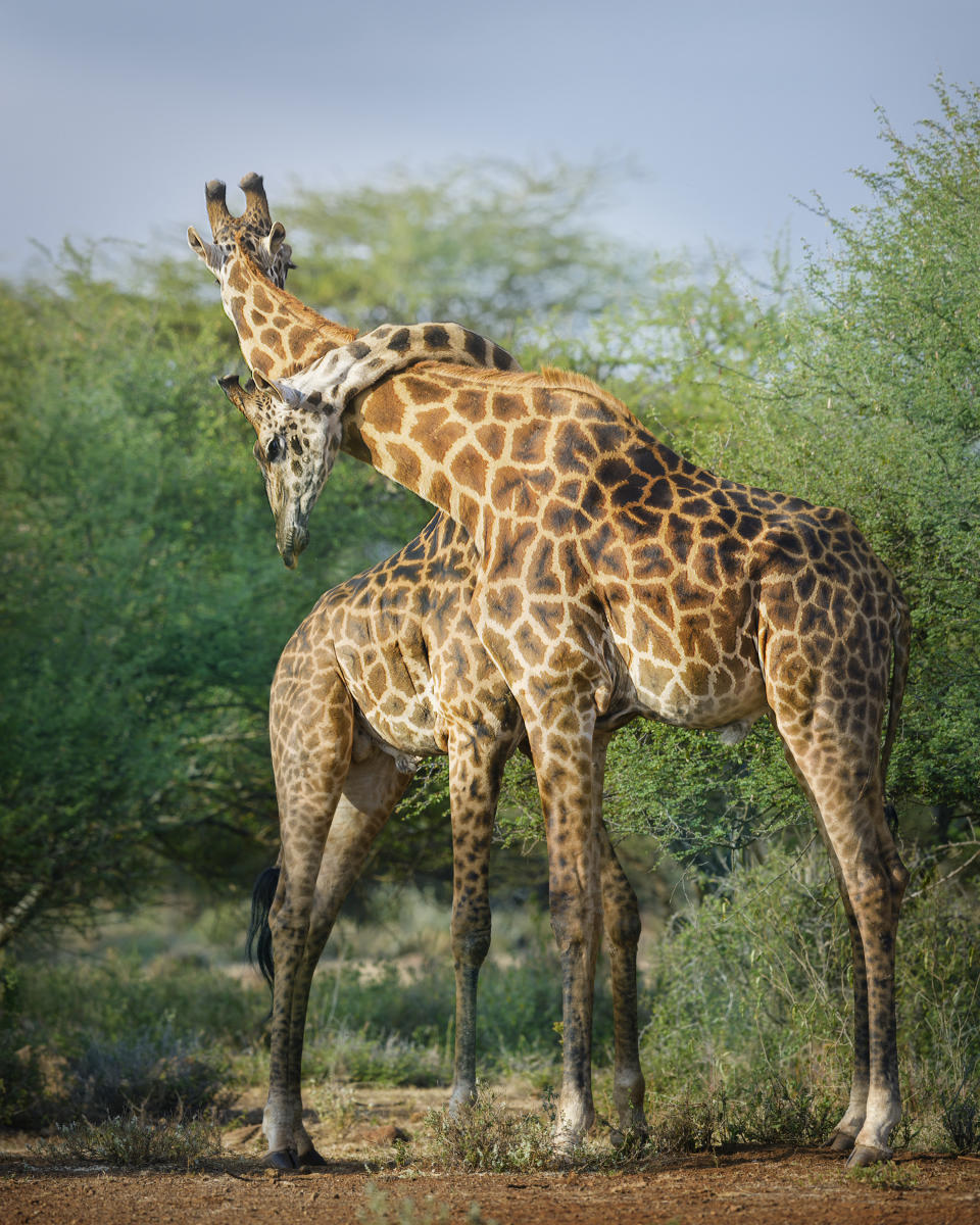 A giraffe puts his neck around another as they interact with each other at Amboseli National Park, Kenya in June.