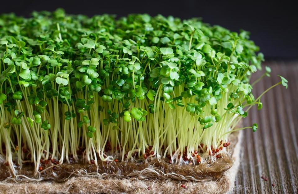 Broccoli microgreens.