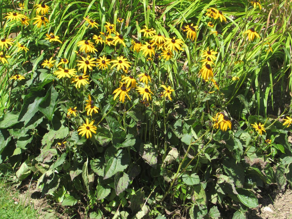 It's best to divide and split black-eyed Susan every few years to keep plants healthy and blooming.