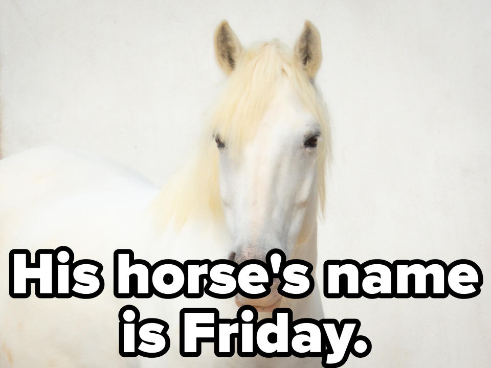 A white horse facing forward with a calm expression against a plain background