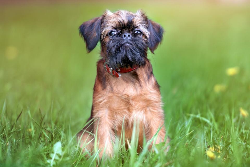 brussels griffon sitting in grass wearing a red collar