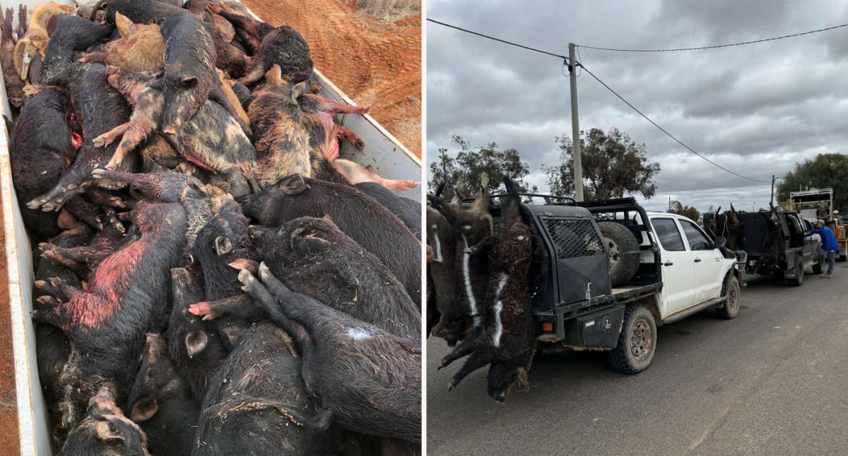 Photo of truck bed shows explosive outback problem as Aussie town fights back