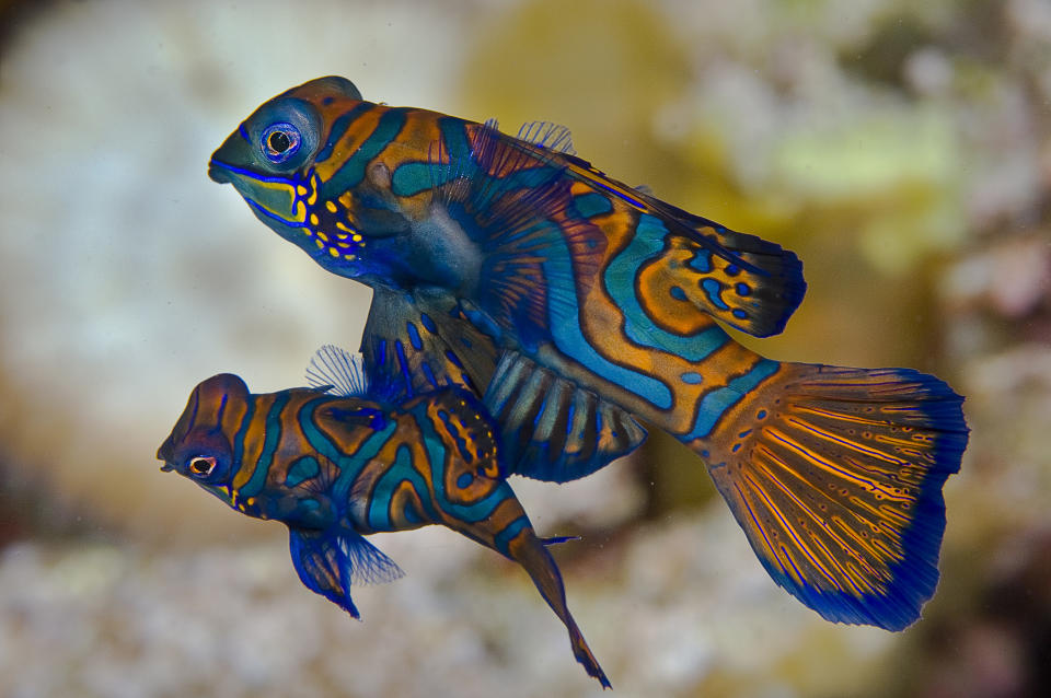 Spawning mandarinfish