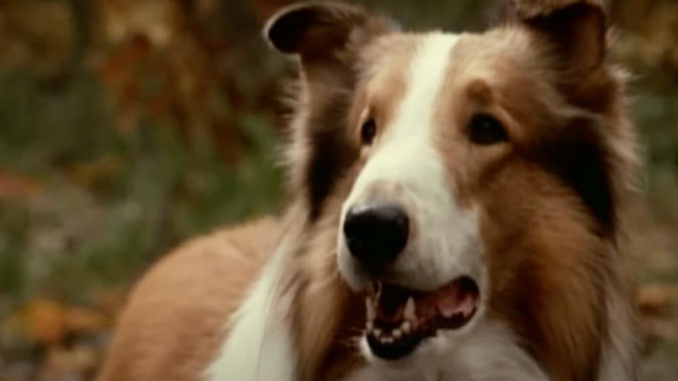 Lassie in the 90s movie