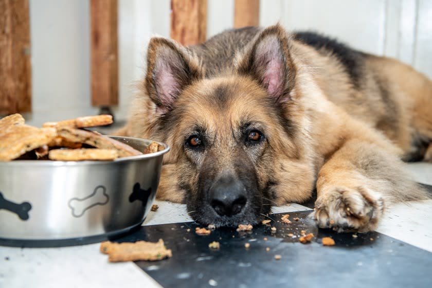 522786_FO_0410_BAKING_DOG_BISCUITS_MRT_016.JPG