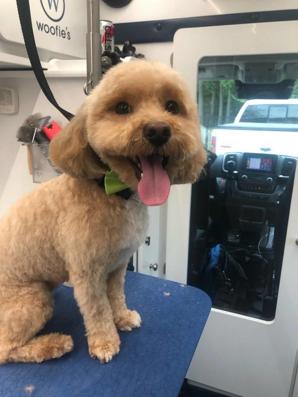 Woofie’s of Northwest Raleigh, a new franchise owned by a Durham resident, offers mobile pet grooming and pet sitting. Anna Walser/Woofie's of Northwest Raleigh