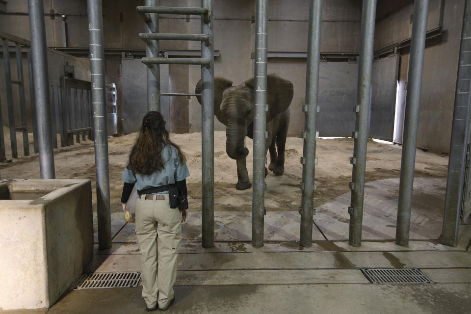 Zookeeper Sara Rogers is shown during a training session for Amahle, one of three elephants at the Fresno Chaffee Zoo in Fresno, Calif., Jan. 19, 2023. A community in the heart of California's farm belt has been drawn into a growing global debate over whether elephants should be in zoos. In recent years, some larger zoos have phased out elephant exhibits, but the Fresno Chaffee Zoo has gone in another direction, updating its Africa exhibit and collaborating with the Association of Zoos and Aquariums on breeding. (AP Photo/Gary Kazanjian)