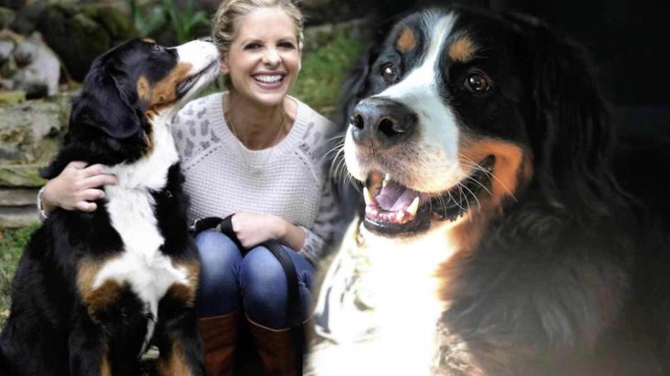 <p>Sarah Michelle Gellar is pulling on all the heartstrings with a tearful message saying goodbye to her dog, Bella. The actress announced the death of her Bernese Mountain Dog on Tuesday with several adorable photos of the duo. “I know that time on this earth is a gift, but sometimes those gifts leave us too […]</p> <p>The post <a rel="nofollow noopener" href="https://theblast.com/sarah-michelle-gellar-dog-dies/" target="_blank" data-ylk="slk:Sarah Michelle Gellar Says Goodbye to Beloved Bernese Bella With Tear-Jerking Message;elm:context_link;itc:0;sec:content-canvas" class="link ">Sarah Michelle Gellar Says Goodbye to Beloved Bernese Bella With Tear-Jerking Message</a> appeared first on <a rel="nofollow noopener" href="https://theblast.com" target="_blank" data-ylk="slk:The Blast;elm:context_link;itc:0;sec:content-canvas" class="link ">The Blast</a>.</p>