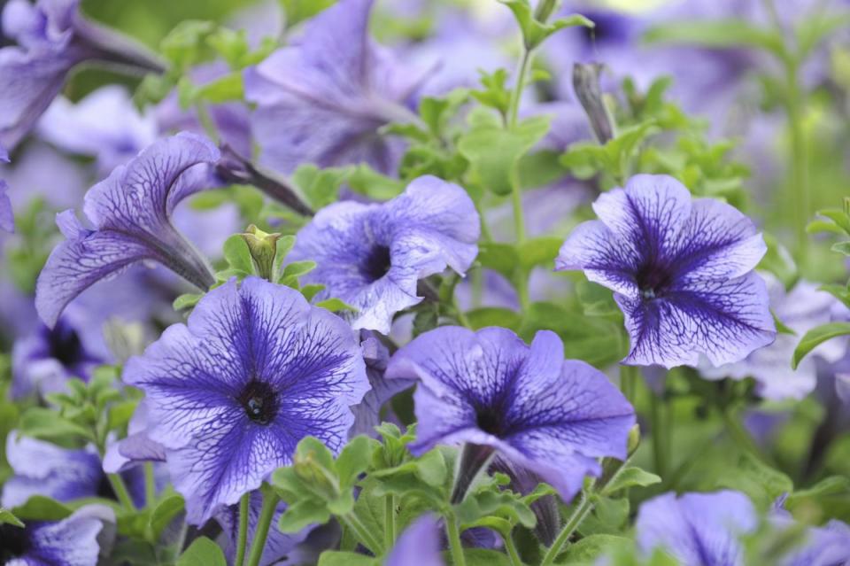 Petunias