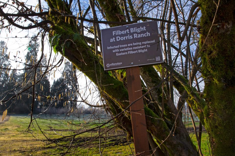 An informational sign leans against an old filbert tree at Dorris Ranch in Springfield on Friday, Jan. 28.