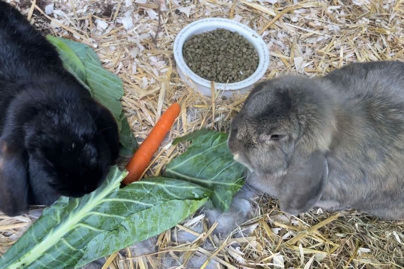 Three rabbits and seven guinea pigs are missing or dead as police investigate reports of criminal damage at The Children's Adventure Farm -Credit:The Children's Adventure Farm Trust