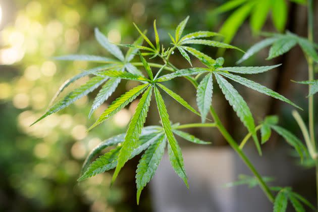 Cannabis has qualities that could protect against Covid. (Photo: Thana Prasongsin via Getty Images)