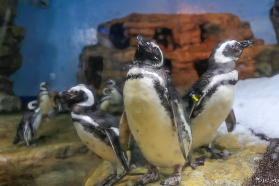 桃園水族館「Xpark」