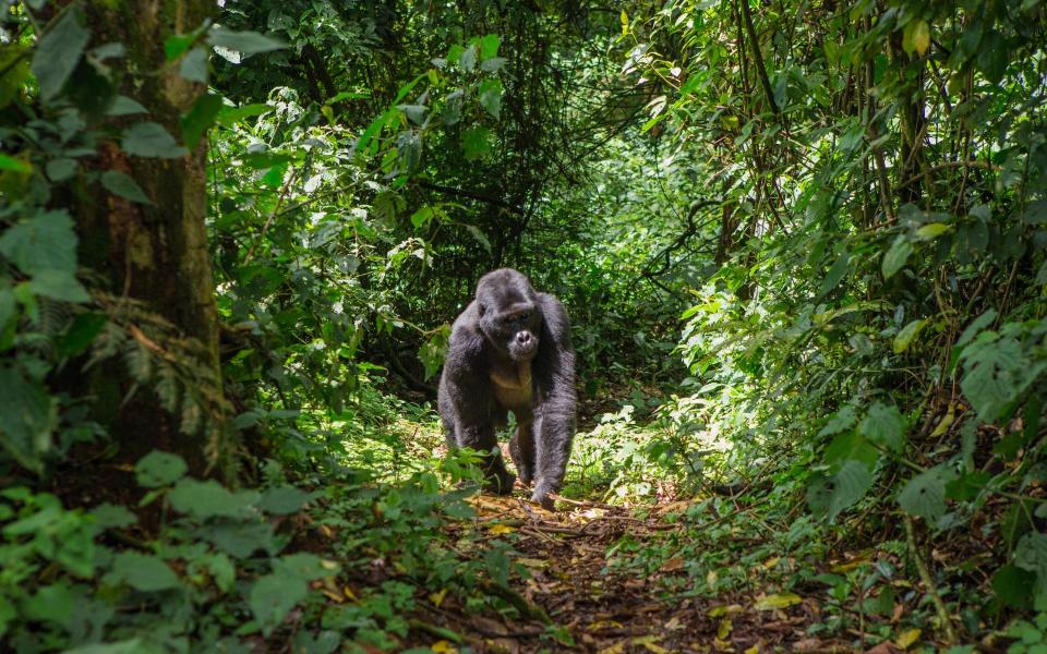 bwindi impenetrable forest - Getty