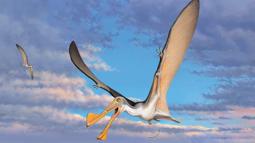 Reconstruction of Australian pterosaur.