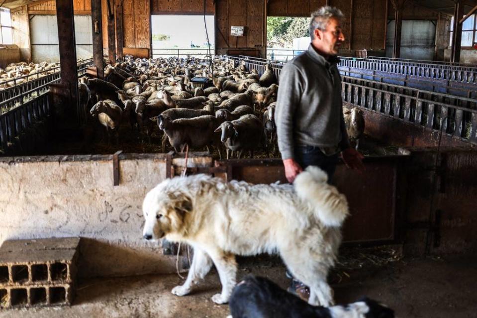 Photo d’illustration d’un troupeau de brebis dans l’Aveyron. Pour protéger les troupeaux, la préfecture a autorisé l’abbattage des chiens errants pendant un mois.