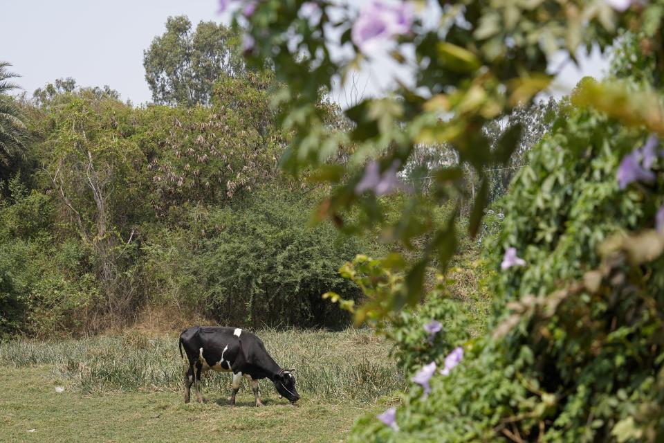 A cow grazes in dried up Pattandur Agrahara Lake in the Whitefield neighborhood of Bengaluru, India, Monday, March 11, 2024. (AP Photo/Aijaz Rahi)