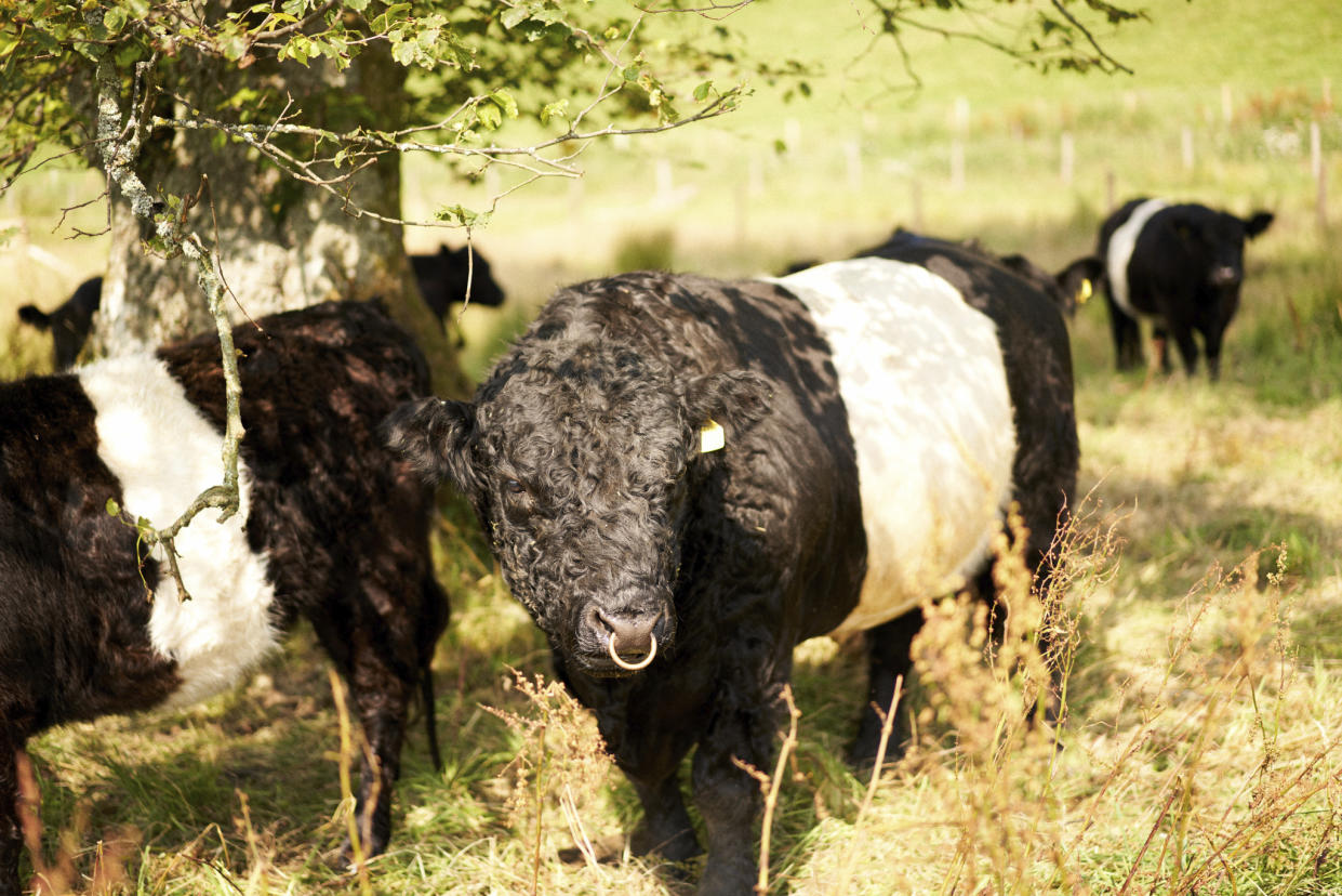 Belted Galloways on James Rebanks' Farm