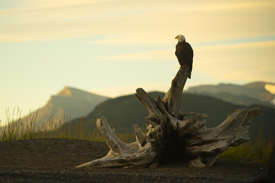 A bald eagle perches on driftwood at sunset along the banks of Cook Inlet in Alaska