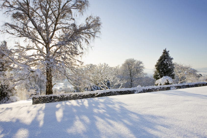 Garden in snow.