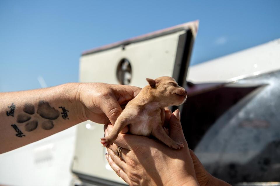 A very young puppy, eyes still closed, is passed between tender hands.