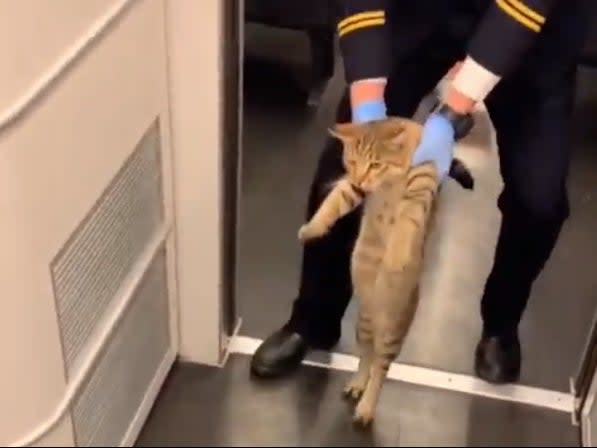 Cat gets escorted off train (Douyin/4999656)