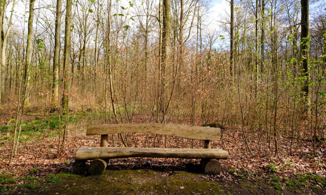 <span>A place to sit and listen to nature? A bench in the Sonian Forest in Belgium. </span><span>Photograph: Thierry Monasse/Getty Images</span>