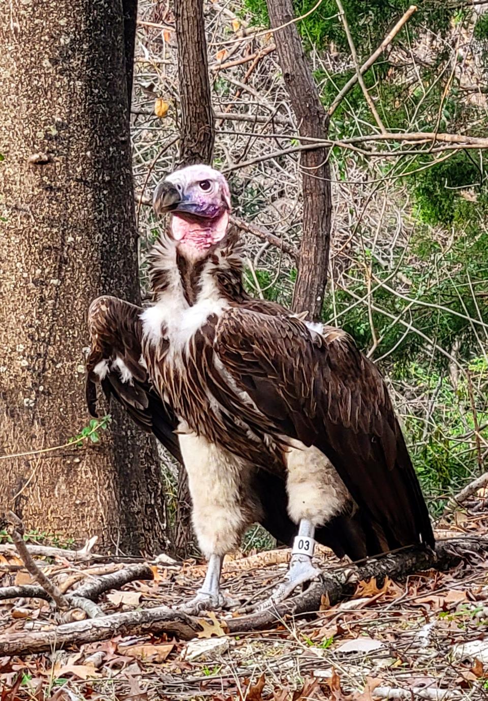 Pin, a 35-year-old vulture, was found dead with an "unusual wound," at the Dallas Zoo over the weekend.