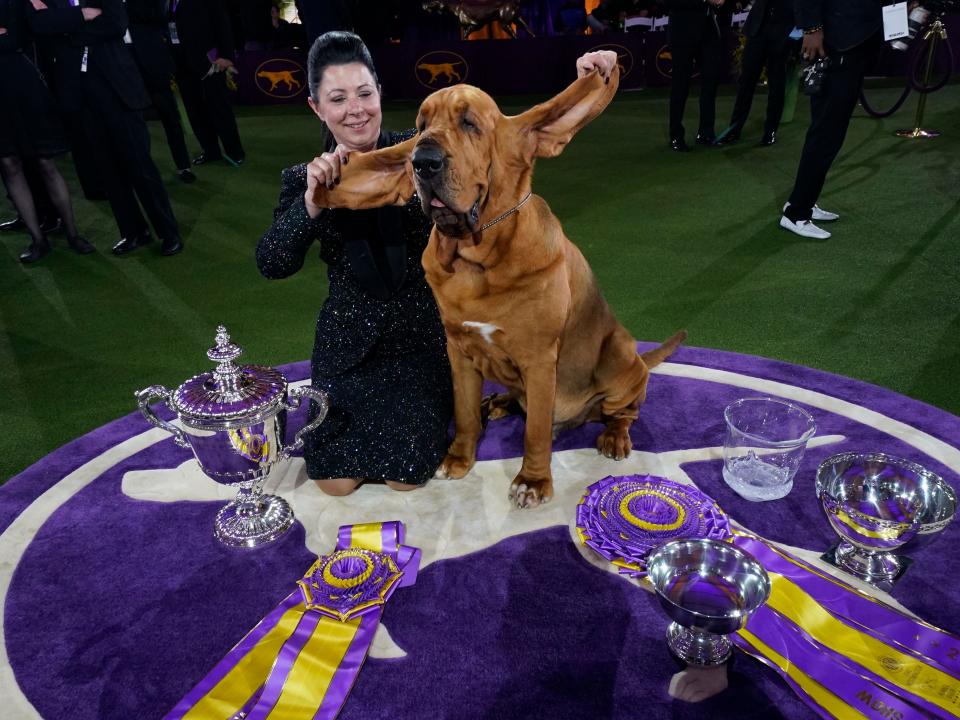Trumpet the bloodhound poses with breeder and handler Heather Buehner after winning Best in Show at the 146th Westminster Kennel Club Dog Show at the Lyndhurst Mansion, in Tarrytown, New York, on June 22, 2022.