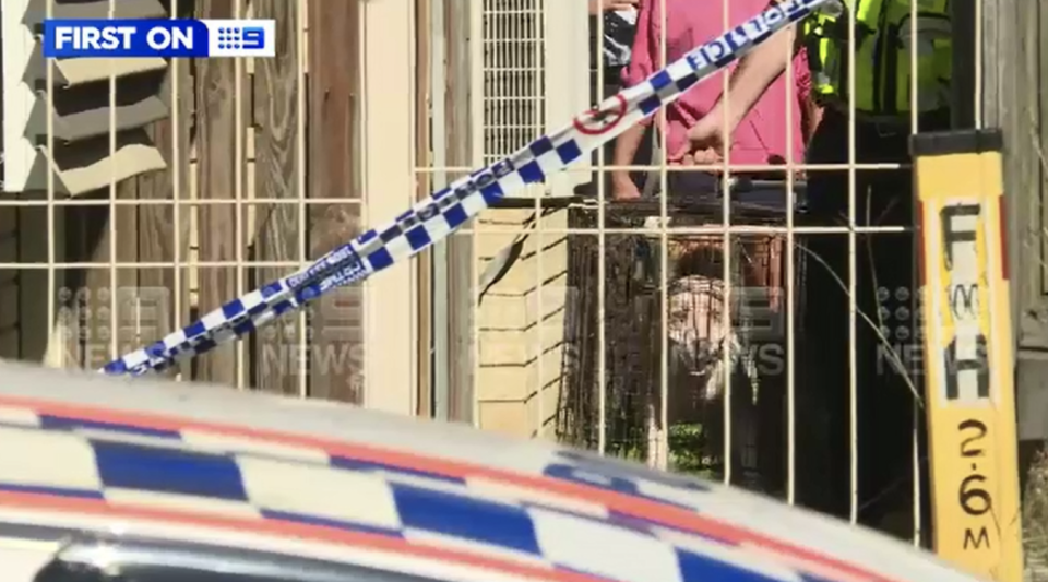 One of the dogs being removed from the scene in a cage.