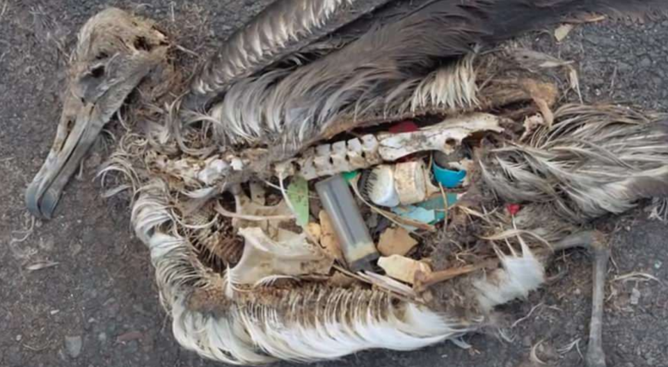 Thousands of the birds have been killed by plastic (Chris Jordan)