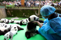 Ca. 23 in 2016 geborene Riesenpandas werden auf dem Chengdu Forschungsstandort für Riesenpanda-Zucht in China präsentiert. (Bild: China Daily/via REUTERS)