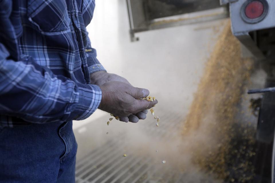 Larry Hasheider inspecciona granos de maíz en Okawville, Illinois, el 16 de octubre de 2013. Obama promulgará el viernes 7 de febrero de 2014 una ley agrícola que prevé una reducción en las estampillas para alimentos. (AP Foto/Jeff Roberson)