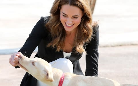 The Duchess of Cambridge meets a golden labrador puppy training to find IEDs - Credit: Getty