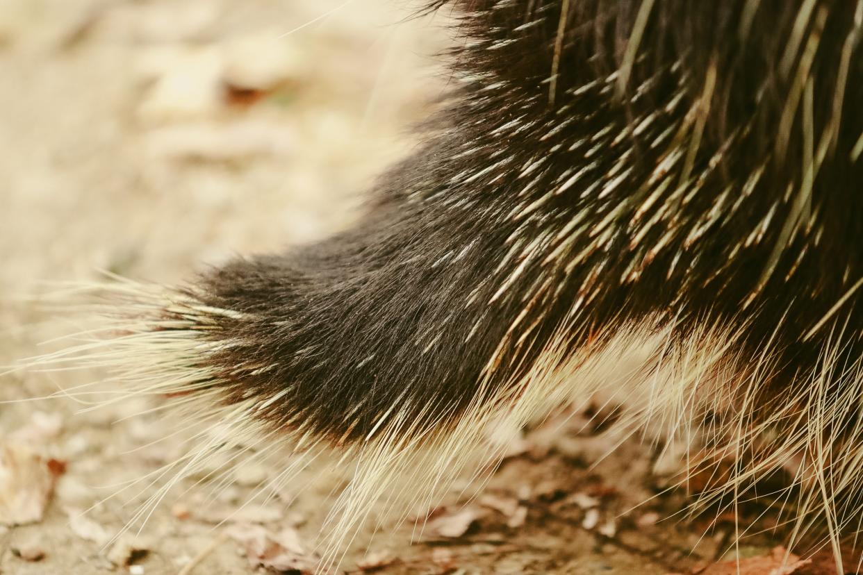 The tail of a porcupine can be seen as it walks away after eating carrots in their exhibit at the Memphis Zoo on Tuesday, Oct. 10, 2023, in Memphis, Tenn.