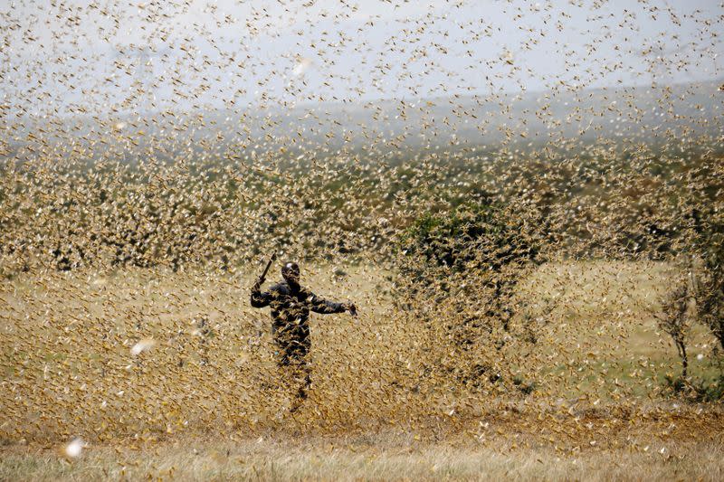 FILE PHOTO: A man attempts to fend-off a swarm of desert locusts at a ranch near the town on Nanyuki in Laikipia county