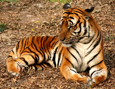 How China's Pet Dogs Might Save Wild Tigers
