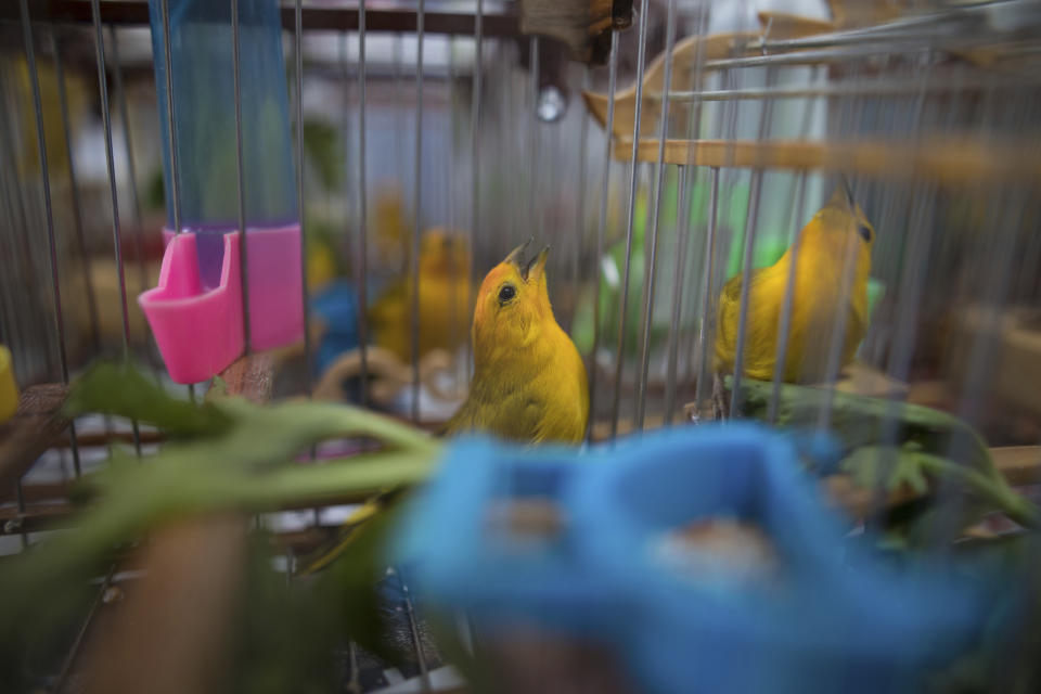 In this Aug. 5, 2019 photo, canaries caught from the wild by animal traffickers sing in their cages in a quarantined area of a wildlife center before being freed in Bogota, Colombia. Songbird competitions have been a pastime throughout the Caribbean for centuries, but trapping wildlife without a license is a crime in Colombia. (AP Photo/Ivan Valencia)