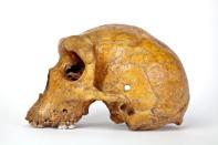 Broken Hill skull, Homo heidelbergensis, discovered in Africa in 1921.