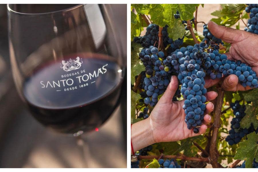 La vitivinícola de mayor tradición de Valle de Guadalupe: Bodegas de Santo Tomás