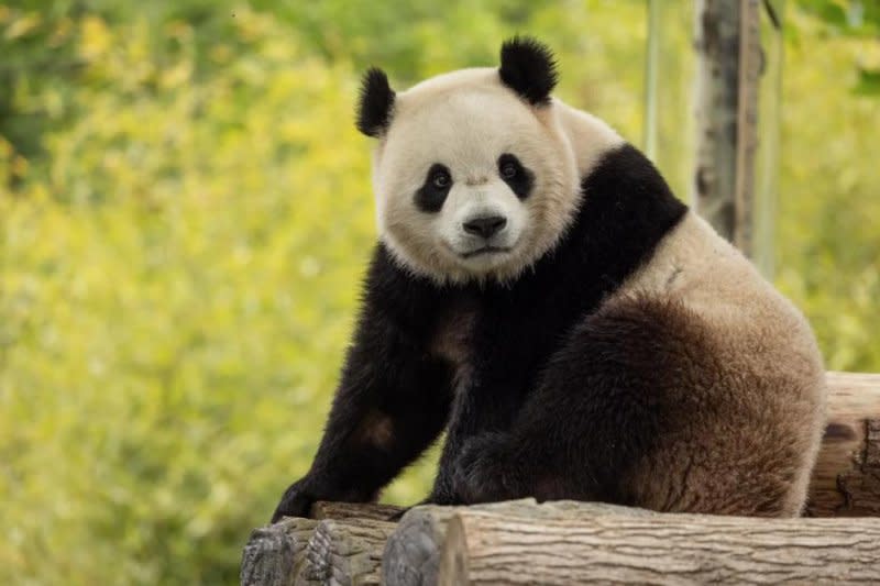 Two year-old male giant panda Bao LI is one of a pair set to arrive at the Smithsonian National Zoo by year's end. Bao Li is seen at Shenshuping Base in Wolong , China May 16. Photo by Roshan Patel, courtesy of Smithsonian National Zoo and Conservation Biology Institute