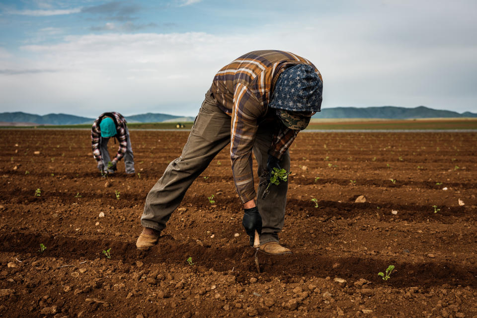 Trabajadores agrícolas siembran plántulas de melón en los campos de Joe Del Bosque cerca de Oro Loma, California, el 17 de abril de 2020. (Max Whittaker/The New York Times)
