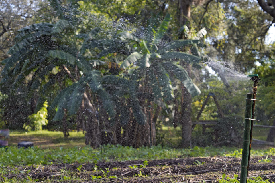 Sprinklers, with water from a well, spray water on crops at the Sweetwater Community Farm Wednesday, Dec. 6, 2023, in Tampa, Fla. (AP Photo/Chris O'Meara)