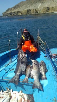 A man in orange overalls on a small blue boat sitting behind four large black fish on the deck.