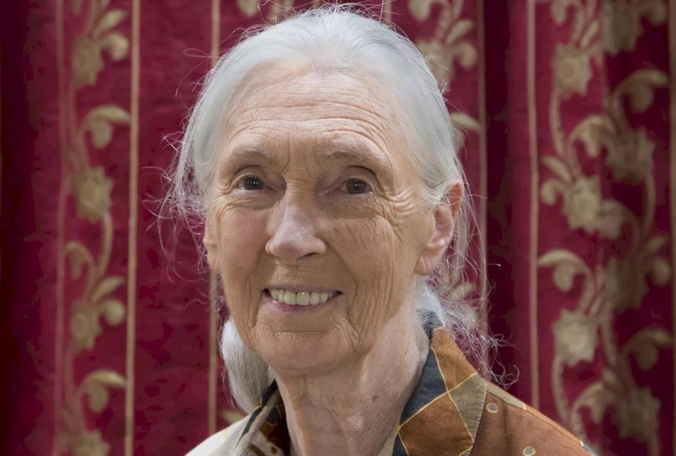 全球知名的環保鬥士、英國靈長類動物學家珍古德(Jane Goodall)。(翻攝自維基百科)