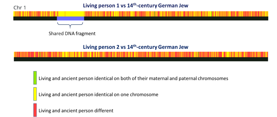 A comparison of one chromosome’s DNA sequence between a 14th-century German Jew and two living people who uploaded their DNA to GEDmatch. Each thin vertical bar represents one letter in the DNA sequence and is color-coded based on whether it is a match. A shared DNA fragment appears between living person 1 and the medieval person. GEDMatch