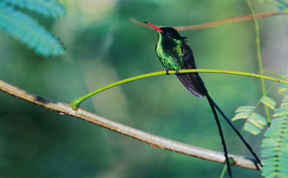  the red-billed streamertail is Jamaica’s national bird