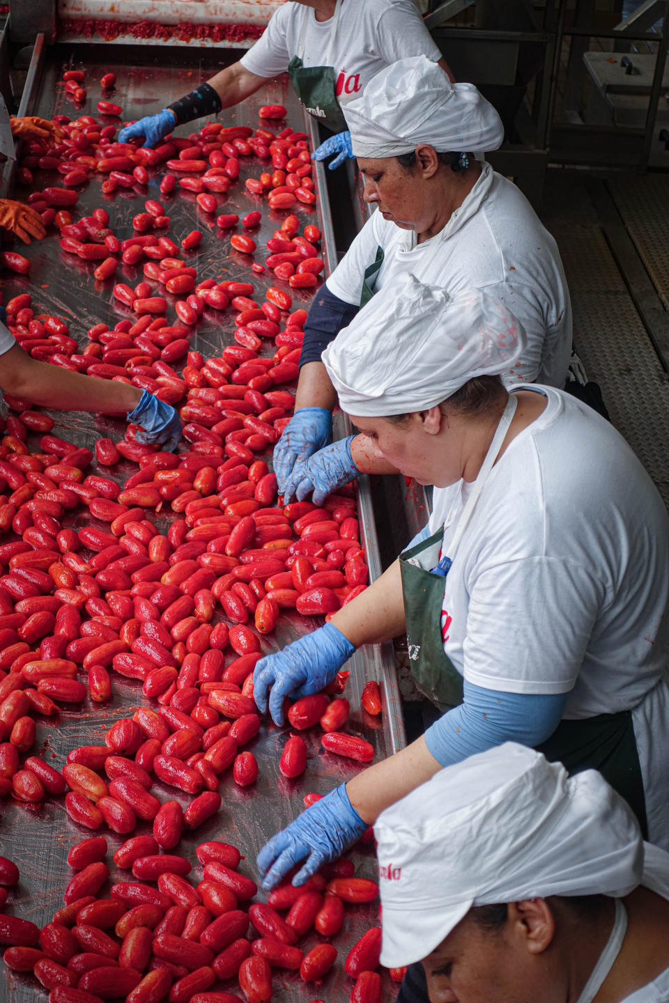 The tomatoes go through many quality control checks. Any imperfect tomatoes are removed right before canning. (Courtesy Anthony Contrino)