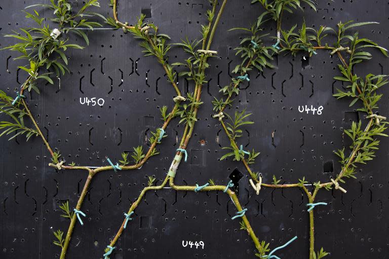 Tree branches grow on specially constructed frames to become picture frames at Gavin Munro's 'Full Grown' plantation site near Wirksworth, central England